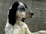 Disponible à l’achat un chiot mâle Setter Anglais tricolore (LOF)
