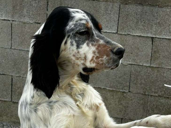 Disponible à l’achat un chiot mâle Setter Anglais tricolore (LOF)