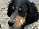 À vendre un chiot mâle Setter Anglais blue belton LOF