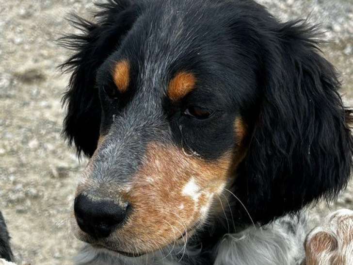 À vendre un chiot mâle Setter Anglais blue belton LOF
