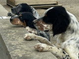 À vendre un chiot mâle Setter Anglais blue belton LOF