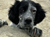 Un chiot Setter Anglais mâle tricolore LOF à vendre