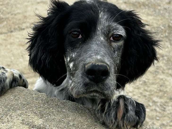 Un chiot Setter Anglais mâle tricolore LOF à vendre