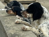 Un chiot Setter Anglais mâle tricolore LOF à vendre