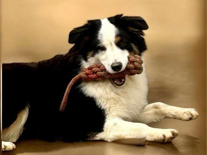 Un chien Berger Américain Miniature d’un an LOF disponible à la vente