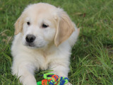 Chiots Golden Retriever LOF à vendre