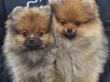 2 chiots mâles Spitz Allemands Nains disponibles à la vente