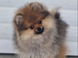 2 chiots mâles Spitz Allemands Nains disponibles à la vente