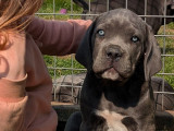 Un chiot femelle Cane Corso à acheter (LOF)