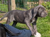 Un chiot femelle Cane Corso à acheter (LOF)