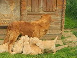 Chiots Golden Retrievers LOF sable disponibles à la vente