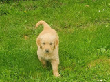 Chiots Golden Retrievers LOF sable disponibles à la vente