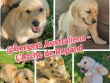 Chiots Golden Retrievers LOF sable disponibles à la vente