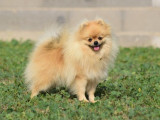 Un chien adulte Spitz Allemand Nain LOF pour une saillie