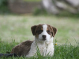 À vendre 5 chiots Bergers Australiens (LOF)