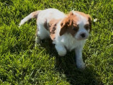 À réserver un chiot Cavalier King Charles mâle LOF blenheim