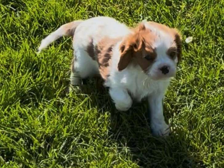 À réserver un chiot Cavalier King Charles mâle LOF blenheim