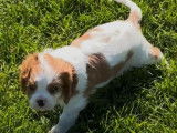 À réserver un chiot Cavalier King Charles mâle LOF blenheim