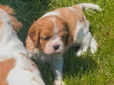 Un chiot femelle Cavalier King Charles blenheim à réserver (LOF)