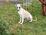 Un chiot mâle Whippet LOF sable disponible à la vente