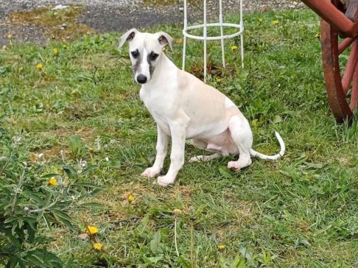 Un chiot mâle Whippet LOF sable disponible à la vente