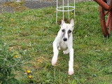 Un chiot mâle Whippet LOF sable disponible à la vente