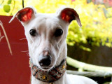 Un chien Whippet LOF au pelage blanc d’un an à vendre