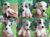 Adorables chiots Whippet LOF à vendre