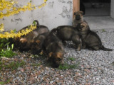 7 chiots Bergers Allemands LOF à vendre