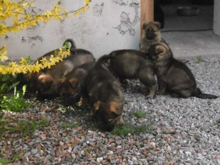 7 chiots Bergers Allemands LOF à vendre