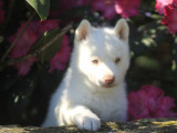 Un chiot femelle Husky de Sibérie à réserver (LOF)