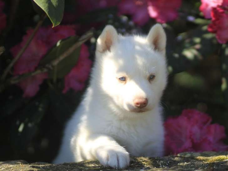 Un chiot femelle Husky de Sibérie à réserver (LOF)