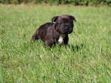Des chiots Staffordshire Bull Terriers LOF à réserver