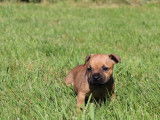 Des chiots Staffordshire Bull Terriers LOF à réserver