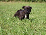 Des chiots Staffordshire Bull Terriers LOF à réserver