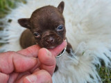 4 chiots Chihuahua LOF à vendre