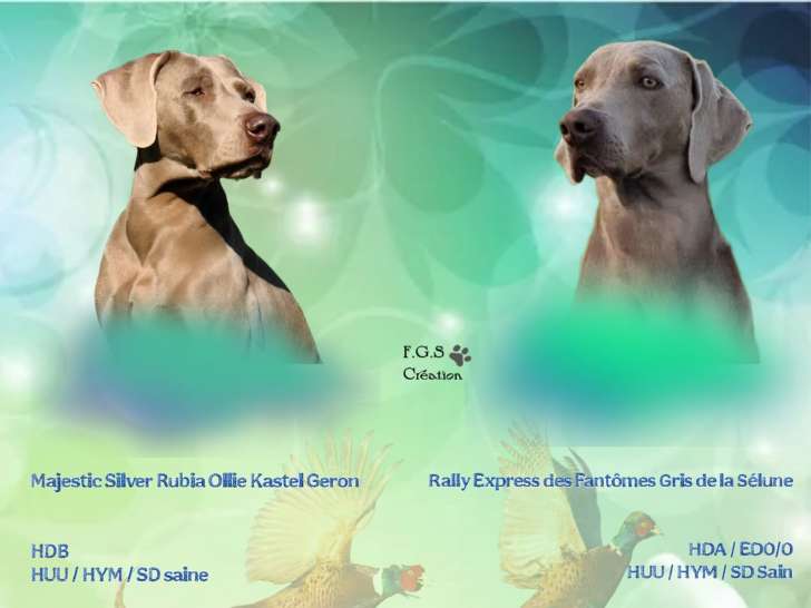 Chiots Braque de Weimar à réserver dispo à partir du 08/07/25 - Bretagne (35)