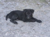 4 chiots Bouviers des Ardennes à acheter (LOF)