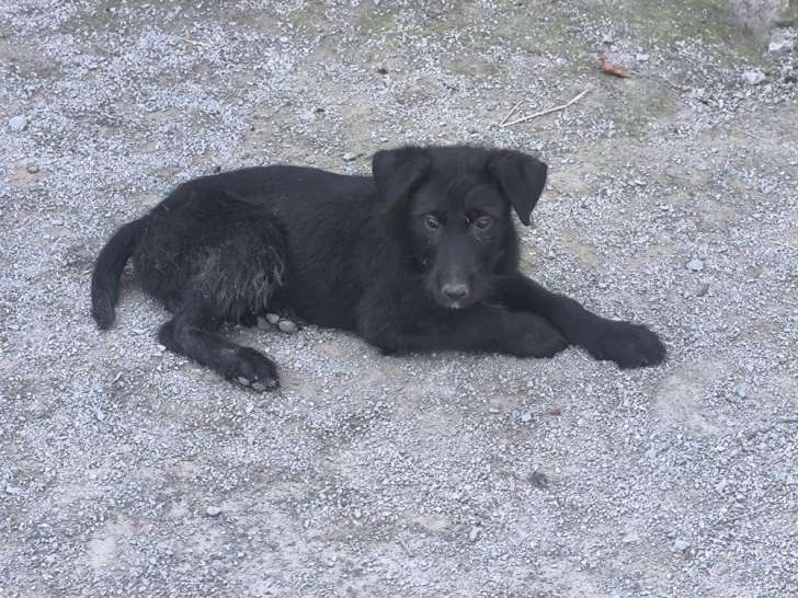 4 chiots Bouviers des Ardennes à acheter (LOF)