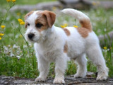 À vendre un chiot mâle Jack Russell Terrier LOF