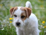 À vendre un chiot mâle Jack Russell Terrier LOF