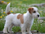 À vendre un chiot mâle Jack Russell Terrier LOF