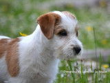 À vendre un chiot mâle Jack Russell Terrier LOF