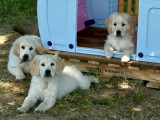Chiots Golden Retrievers disponibles à la vente (LOF)