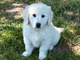 Chiots Golden Retrievers disponibles à la vente (LOF)