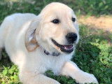Chiots Golden Retrievers disponibles à la vente (LOF)