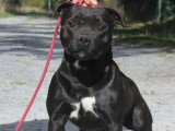 Un chien Staffordhire Bull Terrier LOF noir de 4 ans disponible à l’achat