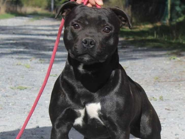 Un chien Staffordhire Bull Terrier LOF noir de 4 ans disponible à l’achat