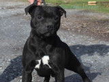 Un chien Staffordhire Bull Terrier LOF noir de 4 ans disponible à l’achat