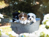 3 chiots Bergers Australiens LOF à réserver